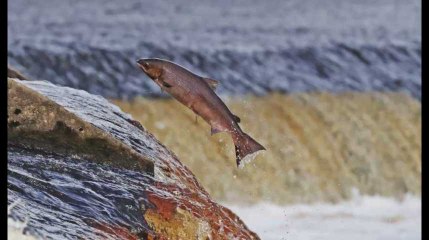 Bio ou non : "60 millions de consommateurs" fait le point sur la qualité du saumon