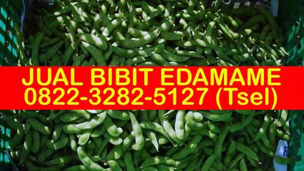 0822-3282-5127 (Tsel), Penjual Benih Edamame