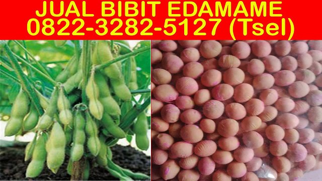 0822-3282-5127 (Tsel), Jual Bibit Edamame Di Bogor