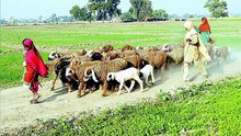 Jhang ke Sur