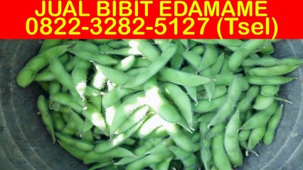 0822-3282-5127 (Tsel), Benih Edamame Jember
