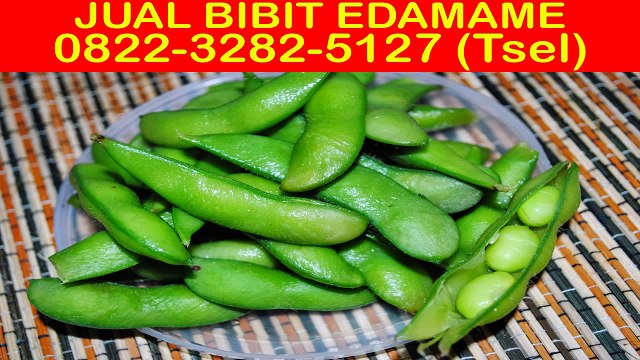 0822-3282-5127 (Tsel), Jual Bibit Kacang Edamame