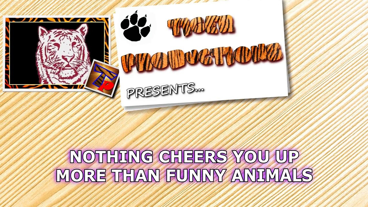 Nothing_cheers_you_up_more_than_funny_animals_Funny_animal_compilation