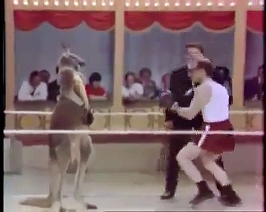 Kangaroo Fighting With Man