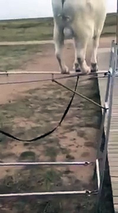 Amazing animal | animal's amazing acting