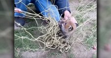 Un bébé renard est coincé dans un filet de football jusqu'à qu'on lui vienne en aide