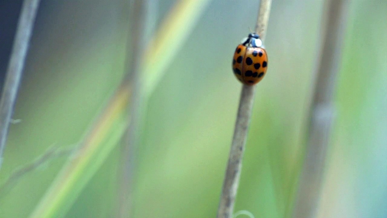 Ladybug Climbing Free to Use Stock Video Footage