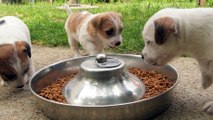 Jack Russell Terrier les chiots à l'élevage