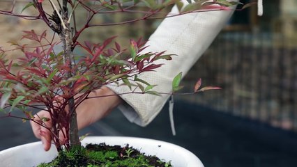 Cette urne funéraire biodégradable permet de se transformer en arbre après la mort
