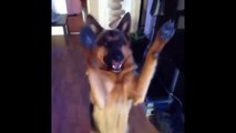 Funny German Shepherds Videos Funny Pets, Funniest Animals.mp4