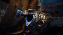 Cute Lizard Yawning | Savannah Monitor