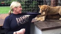 LION CUBS ★ Funny & Cute Lion Cubs [Trip Burger Pets]