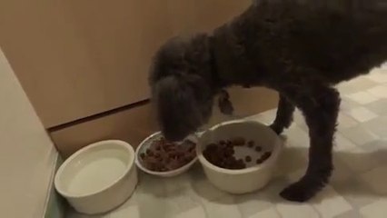 Yemeğini Kendi Hazırlayan Köpek