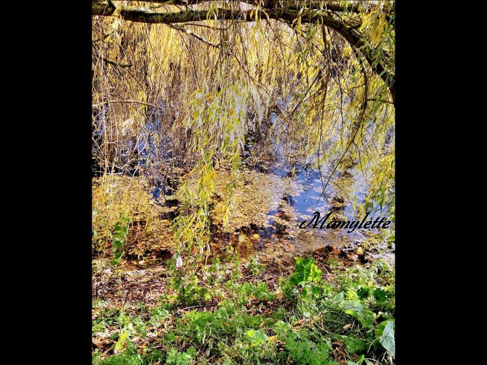 suite de la promenade sur le halage nov2016 en HD