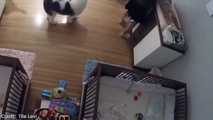 Brother saves baby boy - catching from table