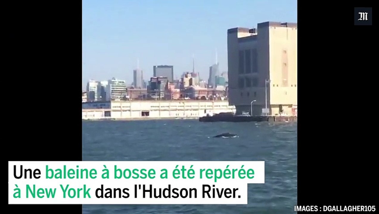 Une baleine à bosse se promène dans les eaux de New York