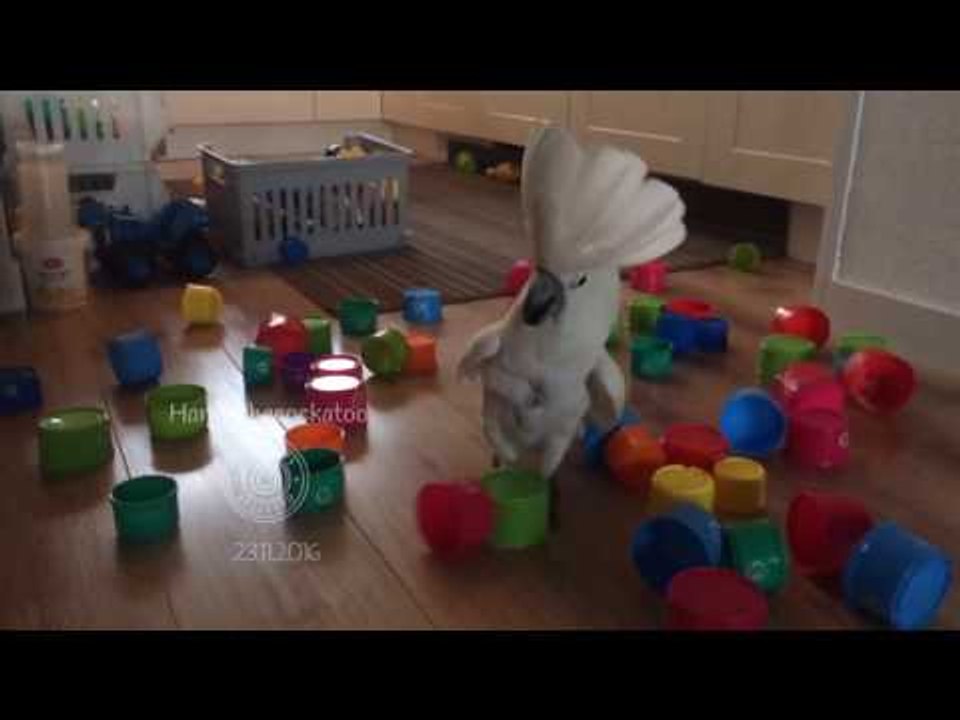 Cockatoo Demonstrates Dominance Over Stack of Cups