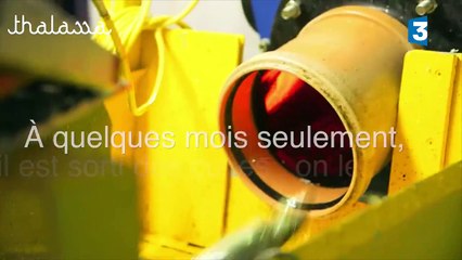 La face cachée du saumon bio (Reportage Thalassa)