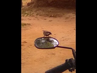 I WANT TO SEE MYSELF IN THE MIRROR | A SPARROW IS FIGHTING WITH ITS REFLECTION | A MUST WATCH VIDEO