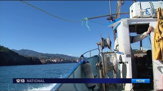 Pyrénées-Orientales : à la pêche aux oursins dans le parc national marin du golfe du Lion