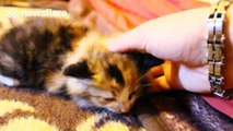 'Lost' kitten returns home and seems very happy