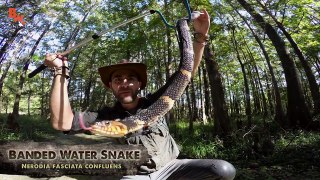 Cottonmouth vs Water Snake!