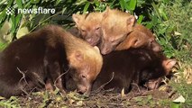 Cute bush dog puppies cuddle up to keep warm on a cold British day