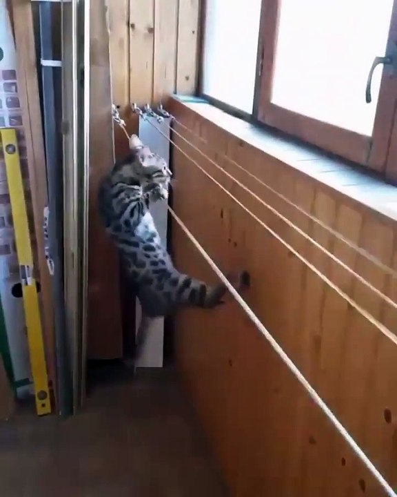 Est-ce que chat arrivera à grimper sur ces fils ?