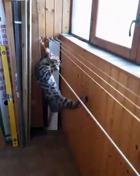 Est-ce que chat arrivera à grimper sur ces fils ?