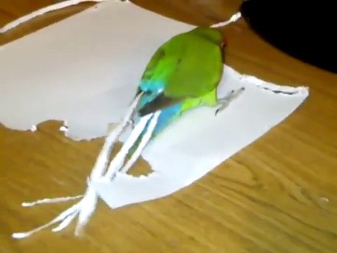 Cet oiseau découpe des morceaux de papier pour se construire une aile