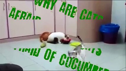 Cats against cucumbers, a video that will make you die laughing