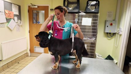 Fat pooch sheds 9kg after intense weight loss regime