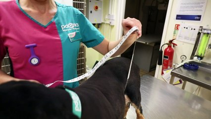 Fat pooch sheds 9kg after intense weight loss regime