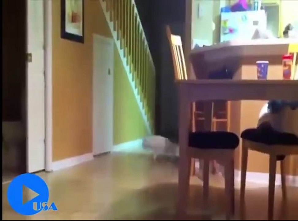 Kedilerin insanlarla en komik anları :)