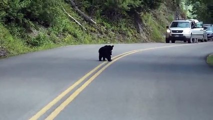 Two little bears playing in the middle of the roadway. But that cute
