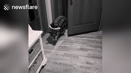 Mini pig learns how to close a door