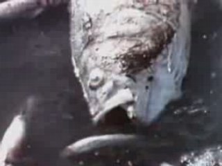 Obituary - Don't Care (Clip)