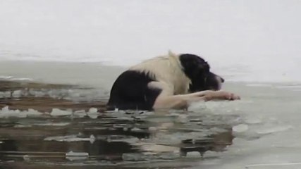 Un homme sauve un chien tombé dans un étang gelé