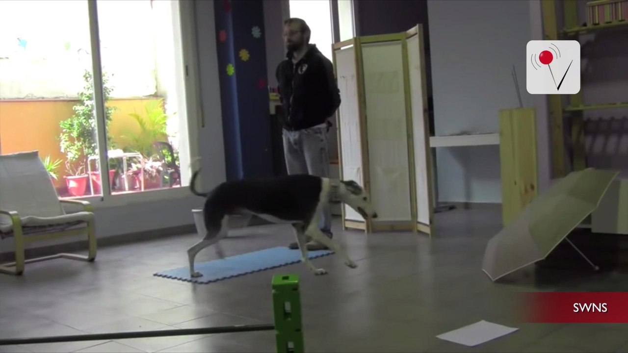Your Dog Can Remember What You Do