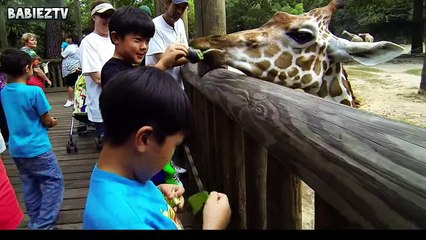 Try Not to Laugh Challenge - Funny Kid Fails Vines Compilation 2016 #4