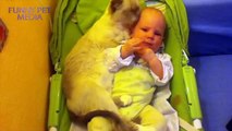 Cats and Babies ★ Cat Meets Baby for First Time (HD) [Funny Pets]