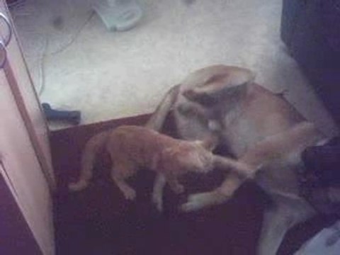 hippo(malinois labrador)et guizmo