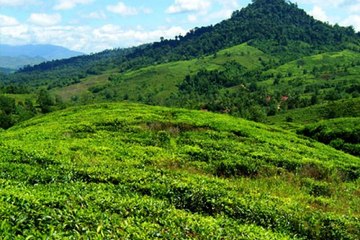 A Beautiful Tea Garden In Srimongal- Sylhet, Bangladesh
