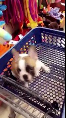 They took him to the store for his first toy