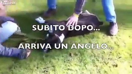 Il cane ha un arresto cardiaco, ma un angelo interviene