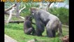 Ape Attacks & Gorilla Fights!  Crazy Apes!