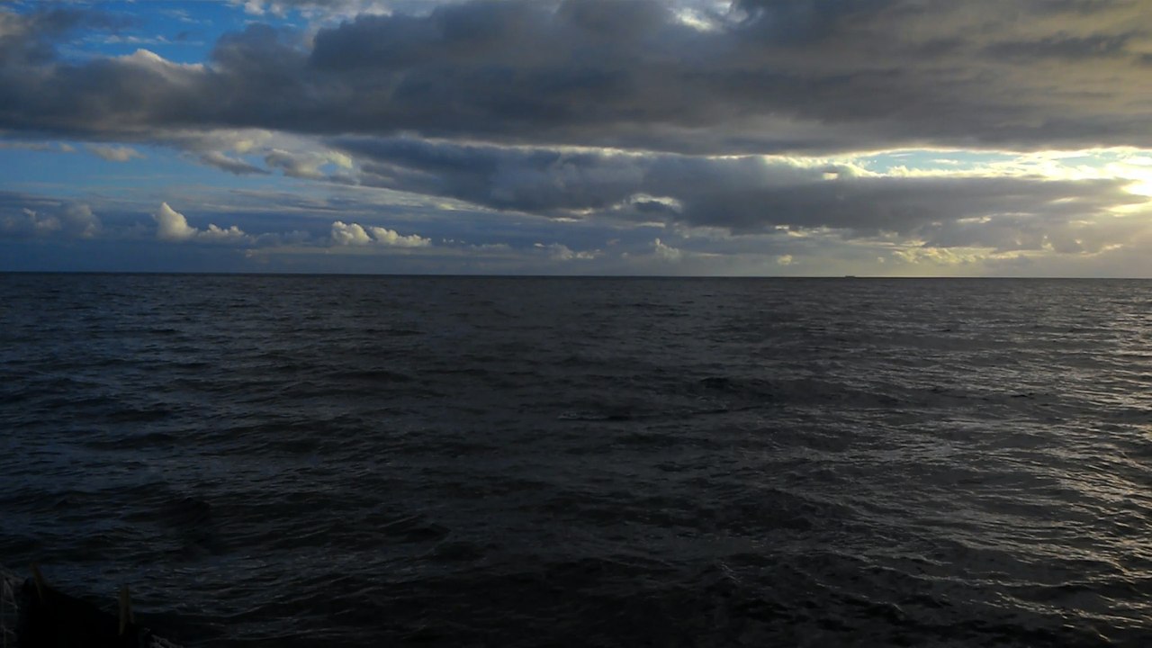 Les dauphins