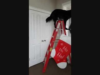 Playful Dogs Take on a Very Festive Mannequin Challenge