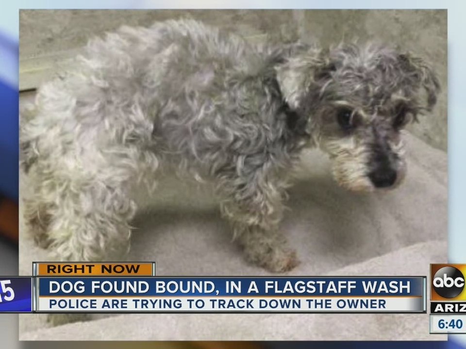 Dog found bound by duct tape in Flagstaff