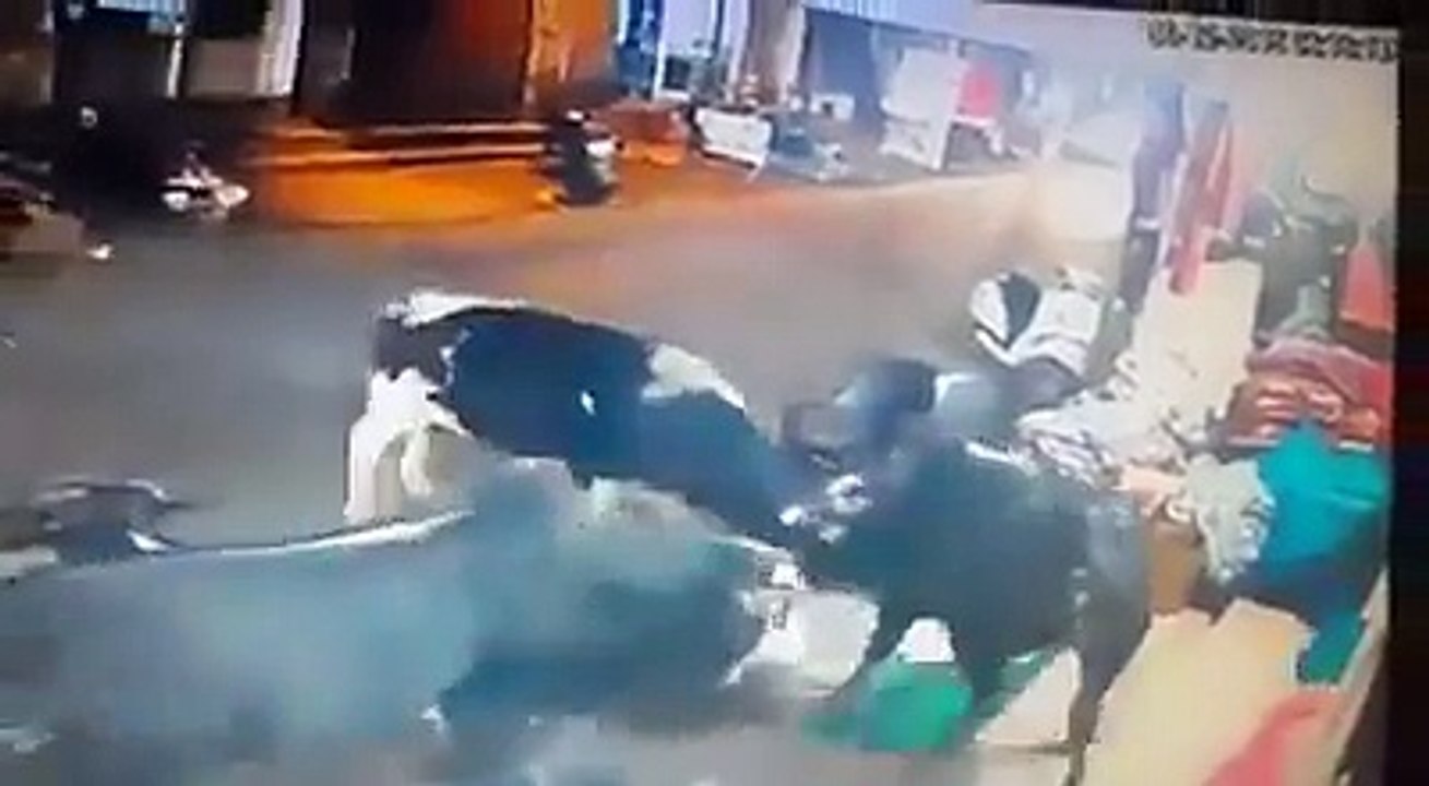 Cow-in-The-Shop-Haha-Abe-Hasi-Nahi-Ruk-Rahi